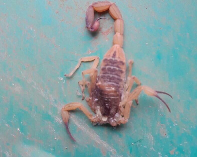 Imagem de compartilhamento para o artigo Dona de casa encontra escorpião no quintal pela segunda vez em Chapadão do Sul da MS Todo dia